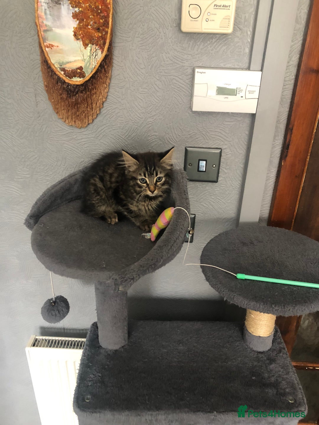 Mixed Breed cats for sale: Beautifully kittens ready for new home - Image 15
