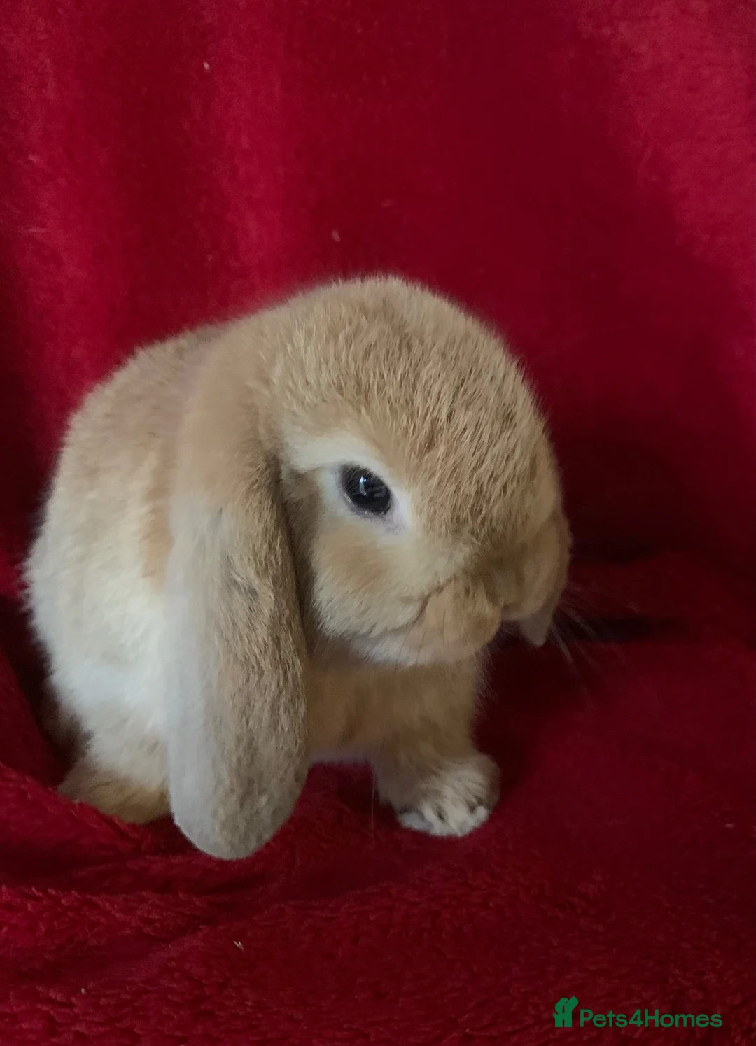 Mini Lop rabbits for sale: Adorable Mini Lop Rabbits - Advert 2