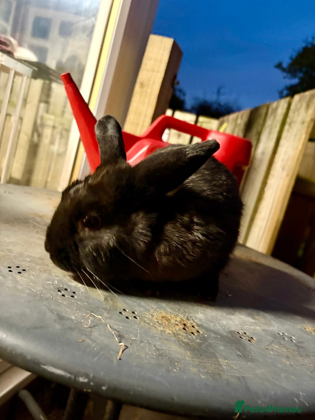 Mixed Breed rabbits for sale: Young buck  - Image 3