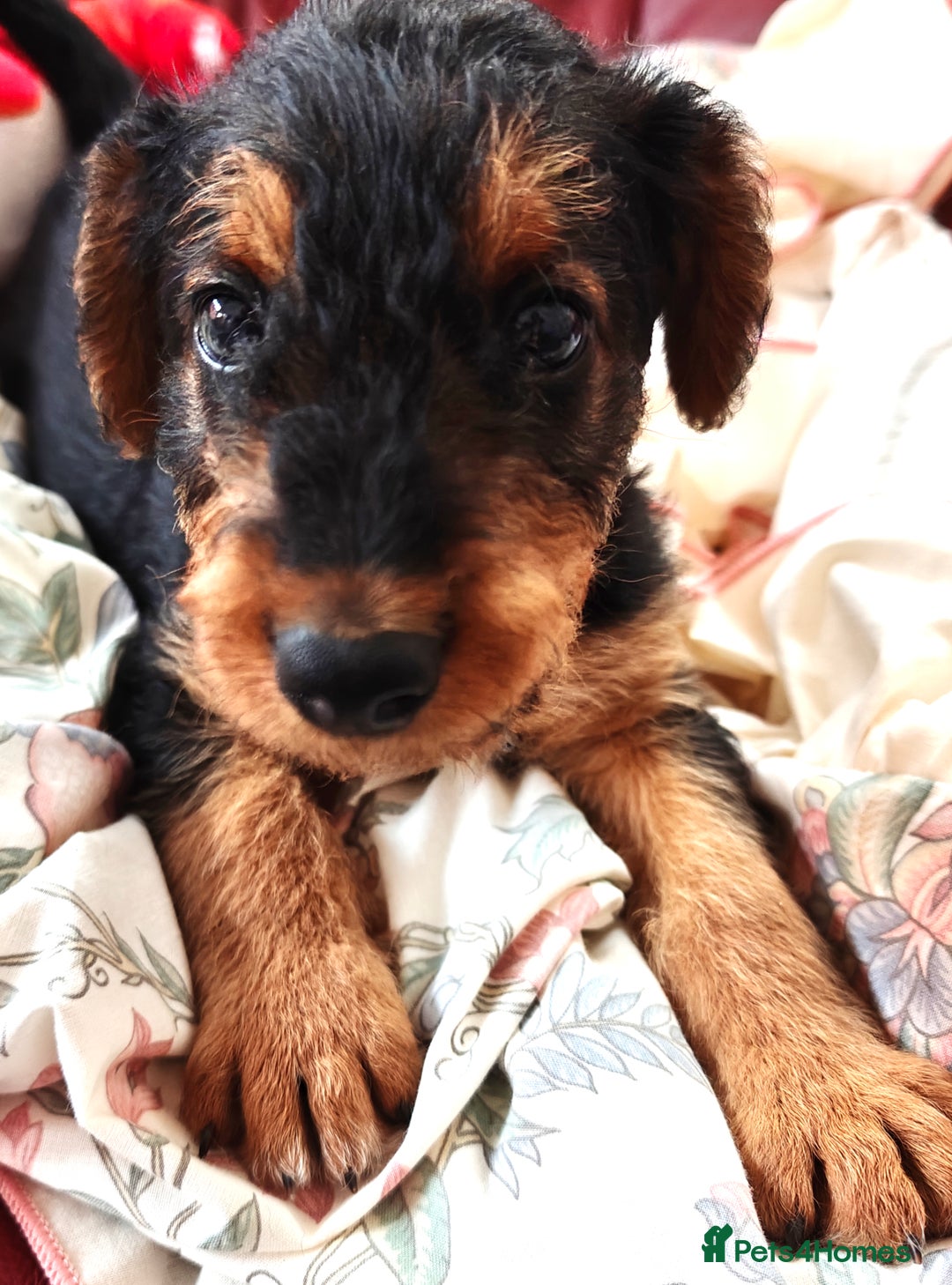 Airedale Terrier dogs for sale: Superb Airedale Terrier puppies Champion parents - Image 23