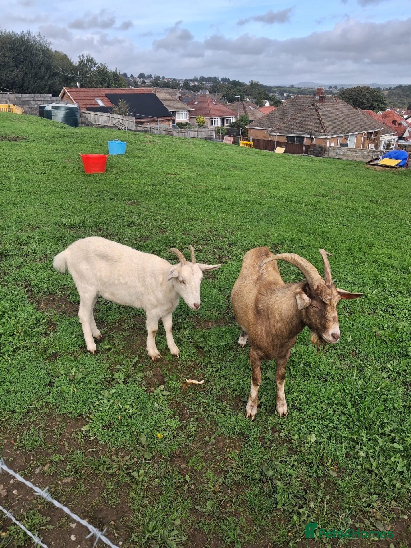 Goats livestock One billy goat And one female goat for sale - Advert 17