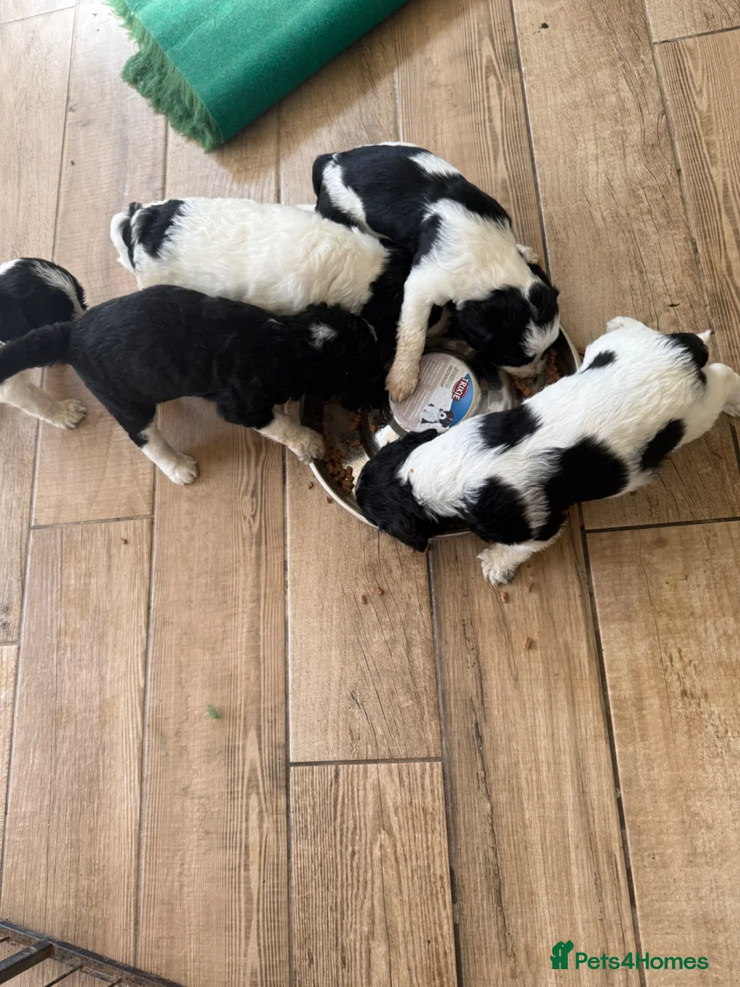 Mixed Breed dogs for sale: Cockerpoo x Sheepadoodle in Boston - Advert 9