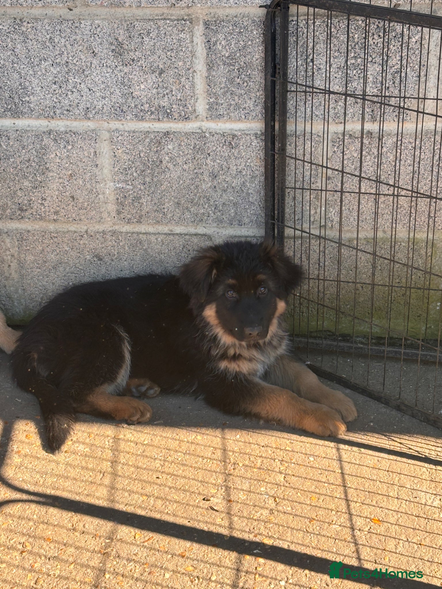 German Shepherd dogs Stunning long haired German Shepards  - Advert 13