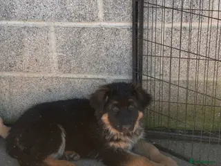 German Shepherd dogs Stunning long haired German Shepards - Advert 13