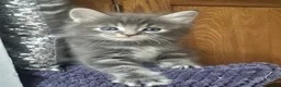 Mixed Breed cats for sale: Ragcoons in Newton-le-Willows - Advert 11