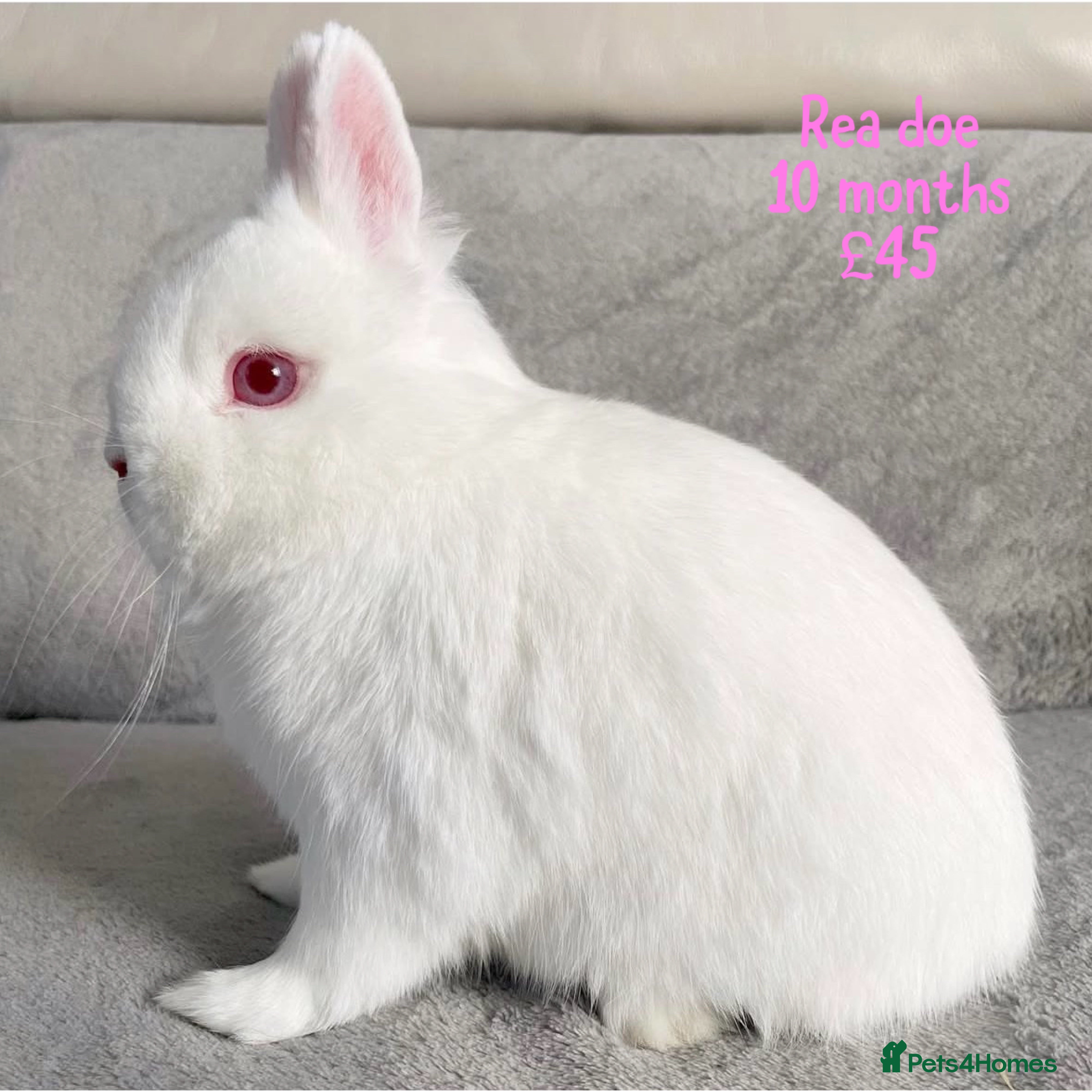 Netherland Dwarf rabbits Pure breed Netherlands dwarf  - Advert 1