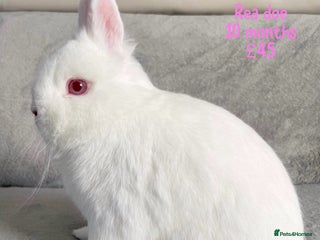 Netherland Dwarf rabbits Pure breed Netherlands dwarf - Advert 2