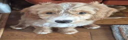 Mixed Breed dogs for sale: Australian doubledoodles  - Advert 9