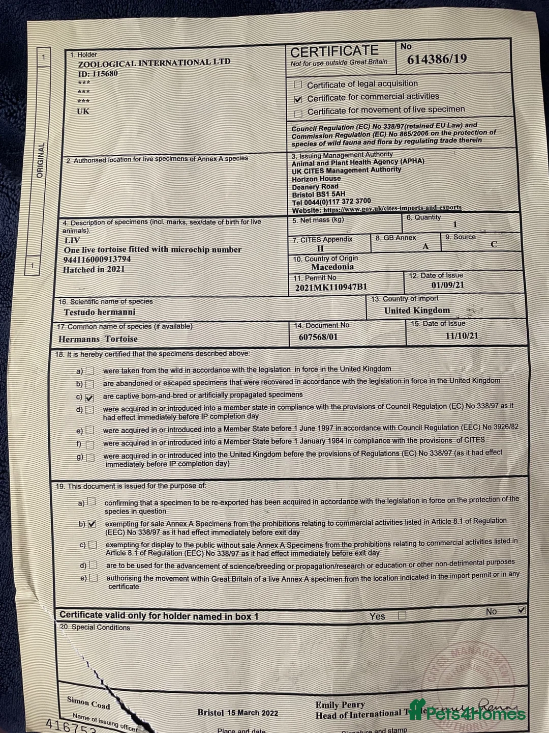 Hermann Tortoise reptiles for sale: hermann tortoise in Kingston upon Thames - Advert 6