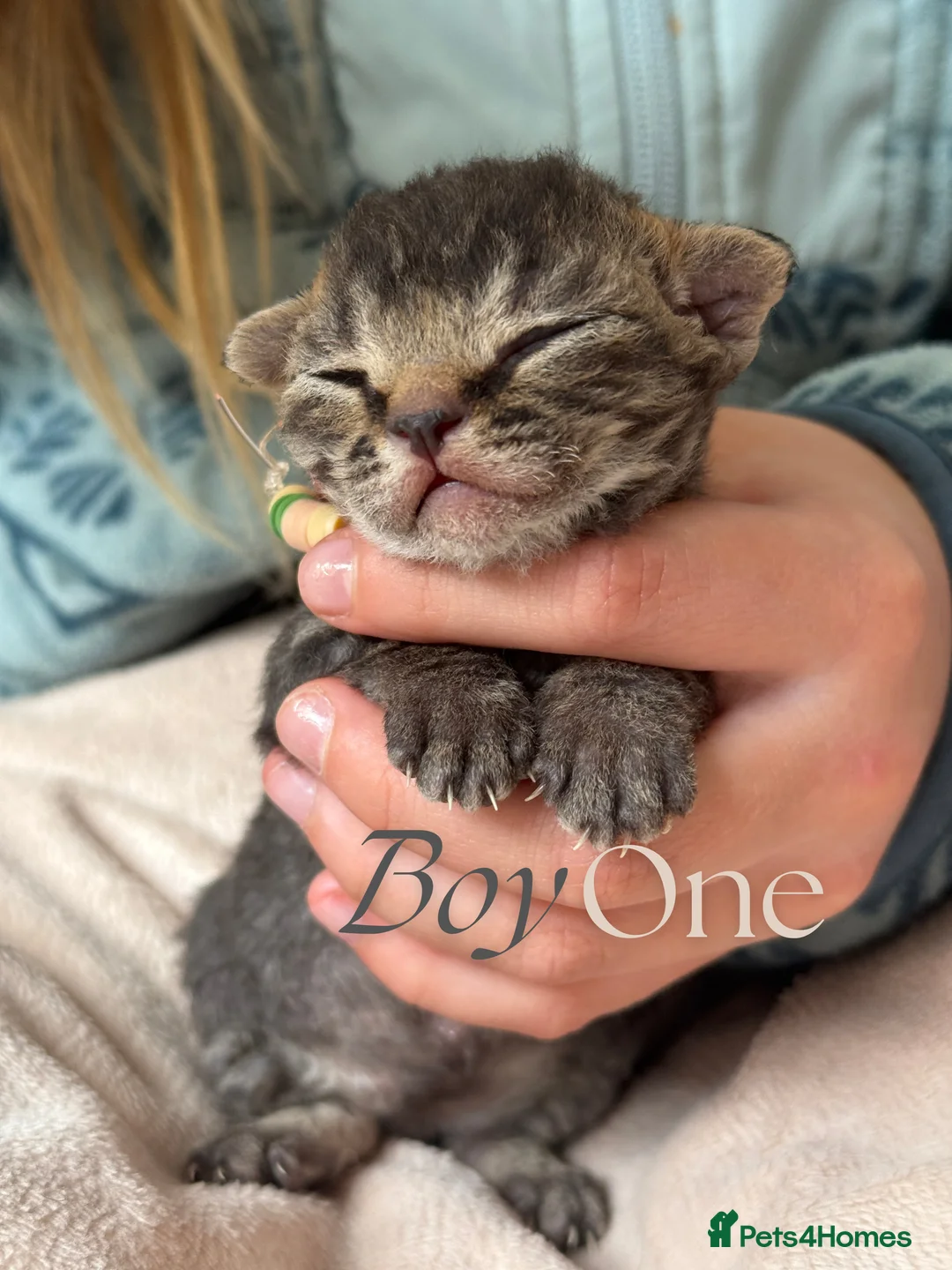 Devon Rex cats for sale: Devon Rex Kittens GCCf Registered Champions - Advert 10