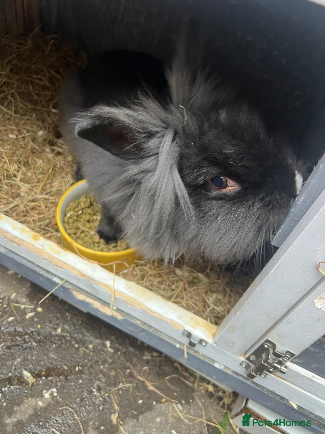 Lionhead rabbits for sale: Lion head rabbits  in Gateshead - Advert 2