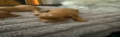 Cavapoo 4