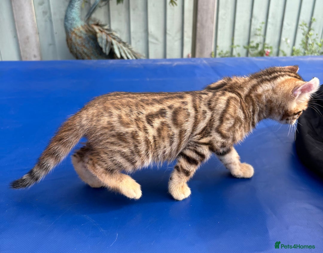 Keetso cats for sale: Stunning golden keetsos  - Image 24