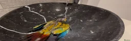 Conures birds for sale: Silly Tame Crimsonbellied Conure - Advert 4