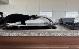 Mixed Breed cats for sale: 9 month old female looking for new forever home. - Image 1