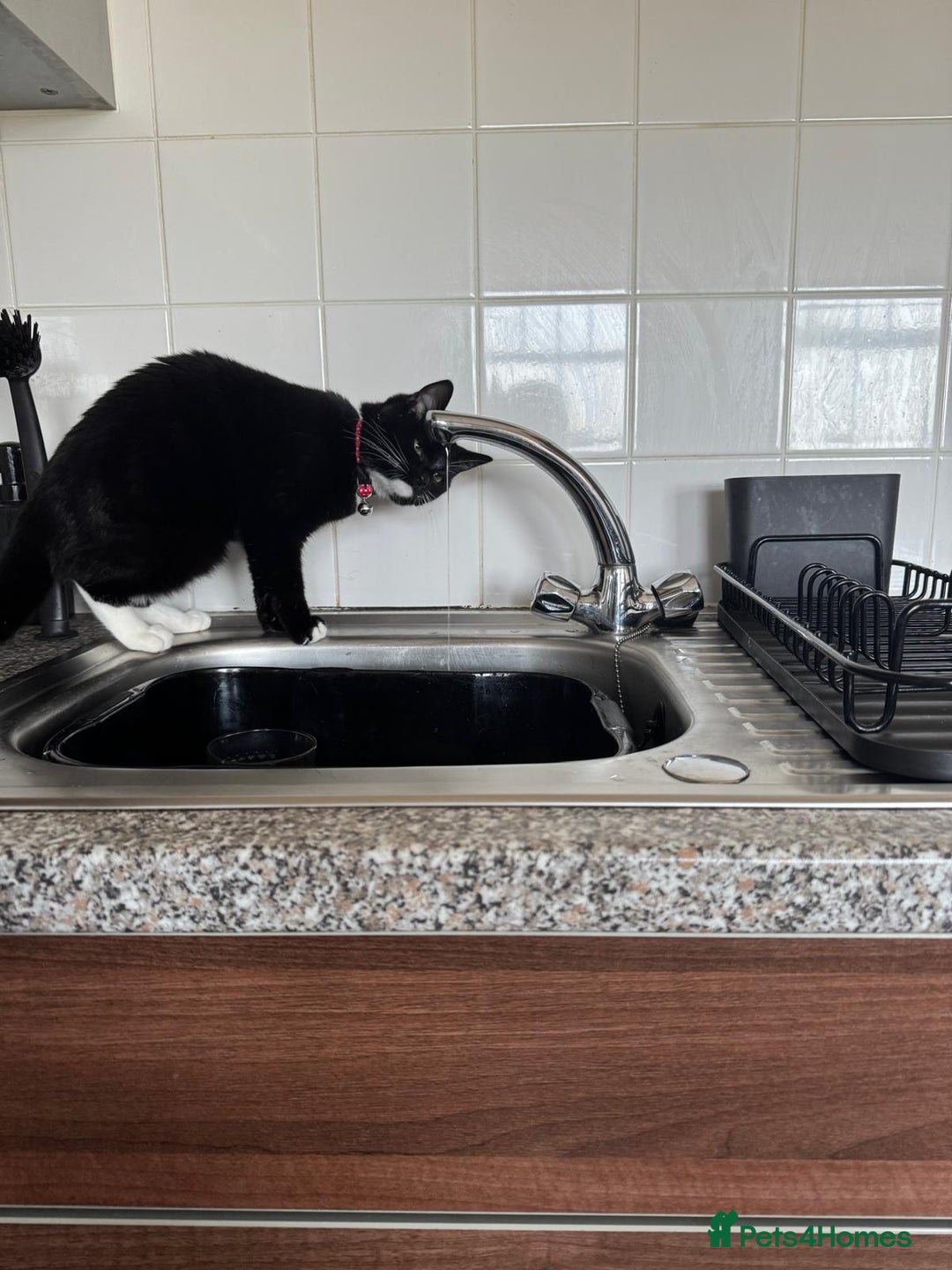 Mixed Breed cats for sale: 9 month old female looking for new forever home. - Image 1