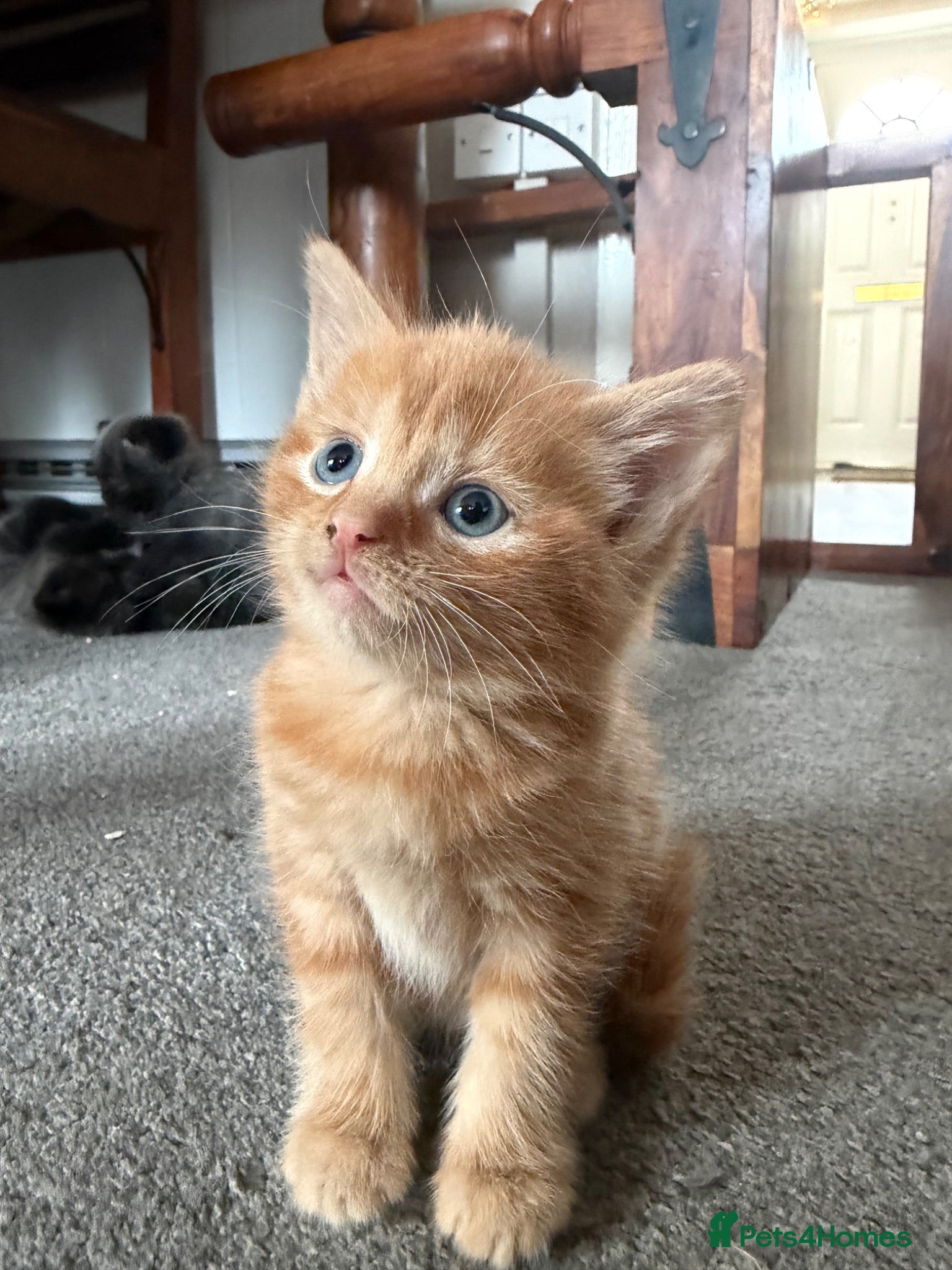 Mixed Breed cats Beautiful coloured part maincoon babies - Advert 9