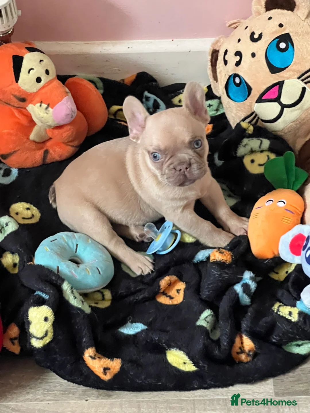French Bulldog dogs for sale: male frenchie puppy - Advert 1