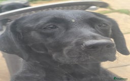 Labrador Retriever dogs for sale: Luna 4 year old  - Image 1
