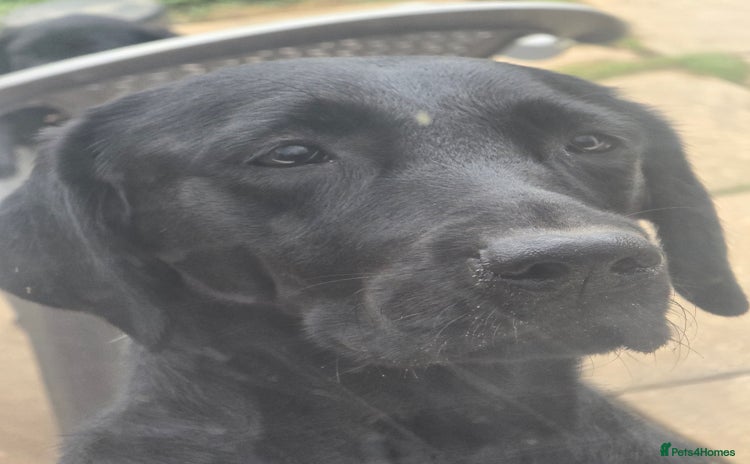 Labrador Retriever dogs - Advert 6