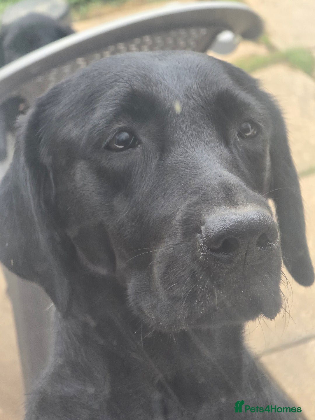 Labrador Retriever dogs for sale: Luna 4 year old  - Image 1