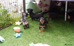 Miniature Dachshund dogs for sale: Miniature Dachshund Puppies - Image 12