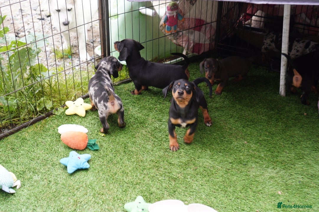Miniature Dachshund dogs for sale: Miniature Dachshund Puppies - Image 12