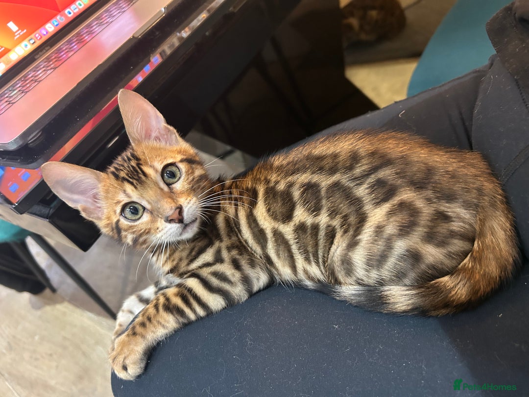 Bengal cats for sale: Champion bloodline Bengal kittens - Advert 4