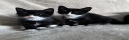 Mixed Breed cats for sale: Kittens - Advert 3