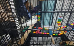 Budgerigars birds for sale: X2 male budgies approx 10 weeks old - Image 1