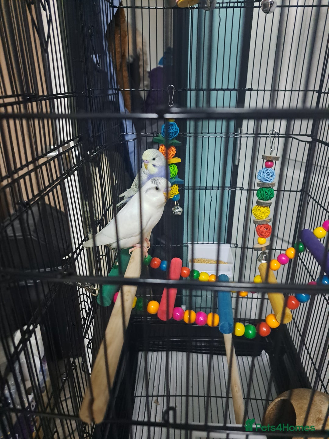 Budgerigars birds for sale: X2 male budgies approx 10 weeks old - Image 1