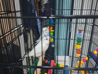 Budgerigars birds - Advert 23