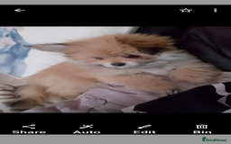 Mixed Breed dogs for sale: Gorgeous super fluffy puppy - Image 4