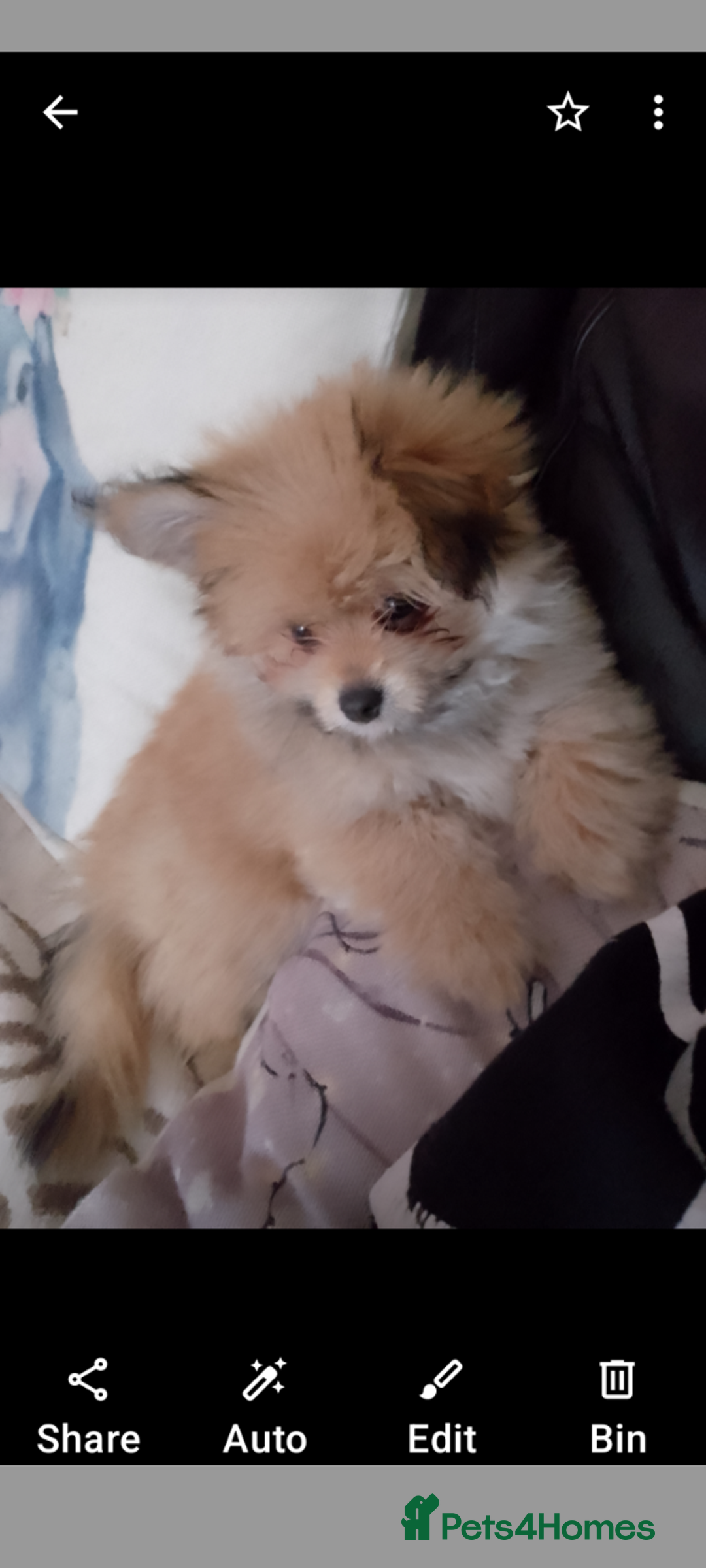 Mixed Breed dogs for sale: Gorgeous super fluffy puppy - Image 4