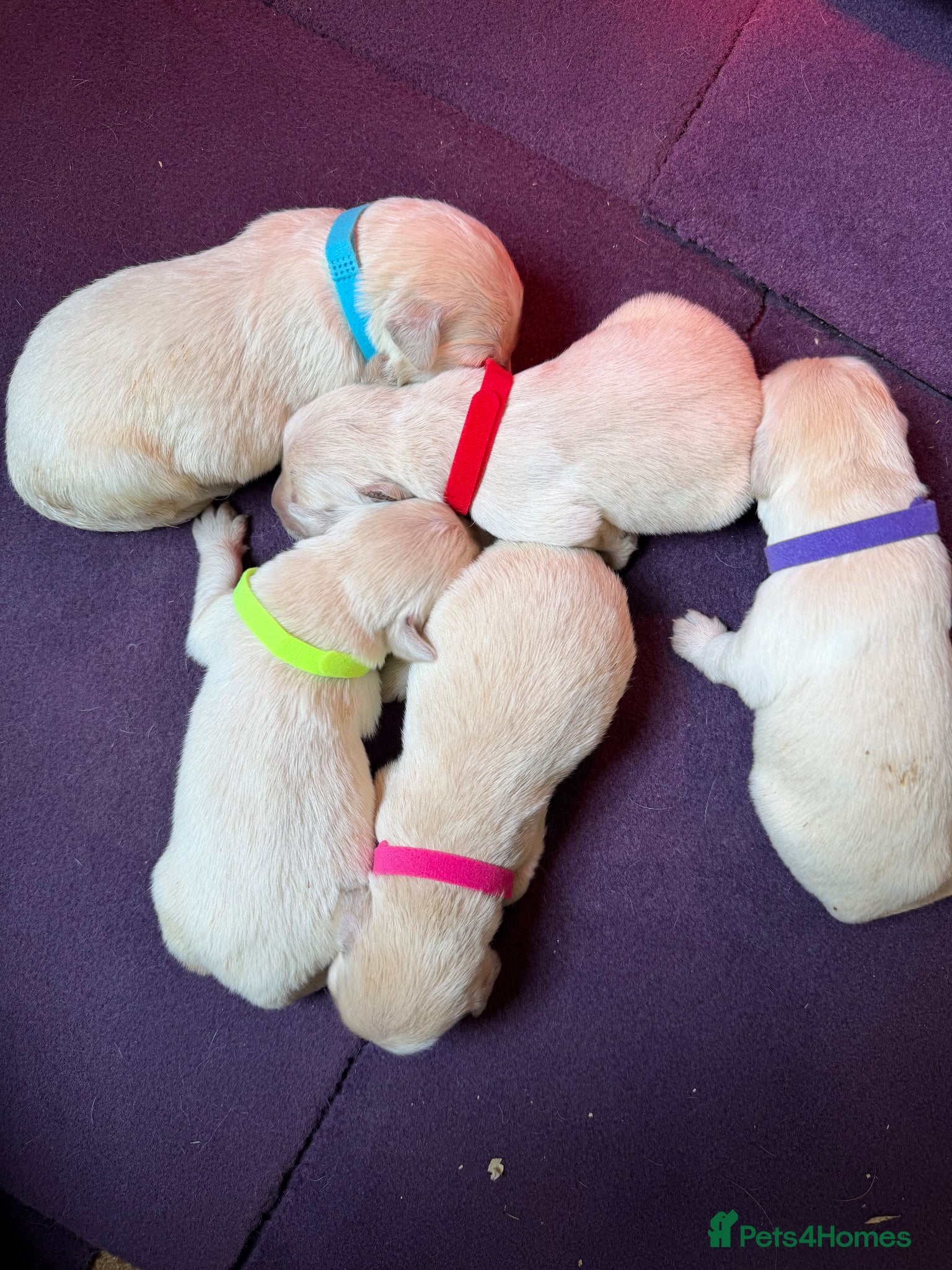 Golden Retriever dogs Mack/ Bryn Bach Golden X Evie/ Angel Annwyl - Advert 13