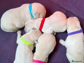 Golden Retriever dogs Mack/ Bryn Bach Golden X Evie/ Angel Annwyl - Advert 1