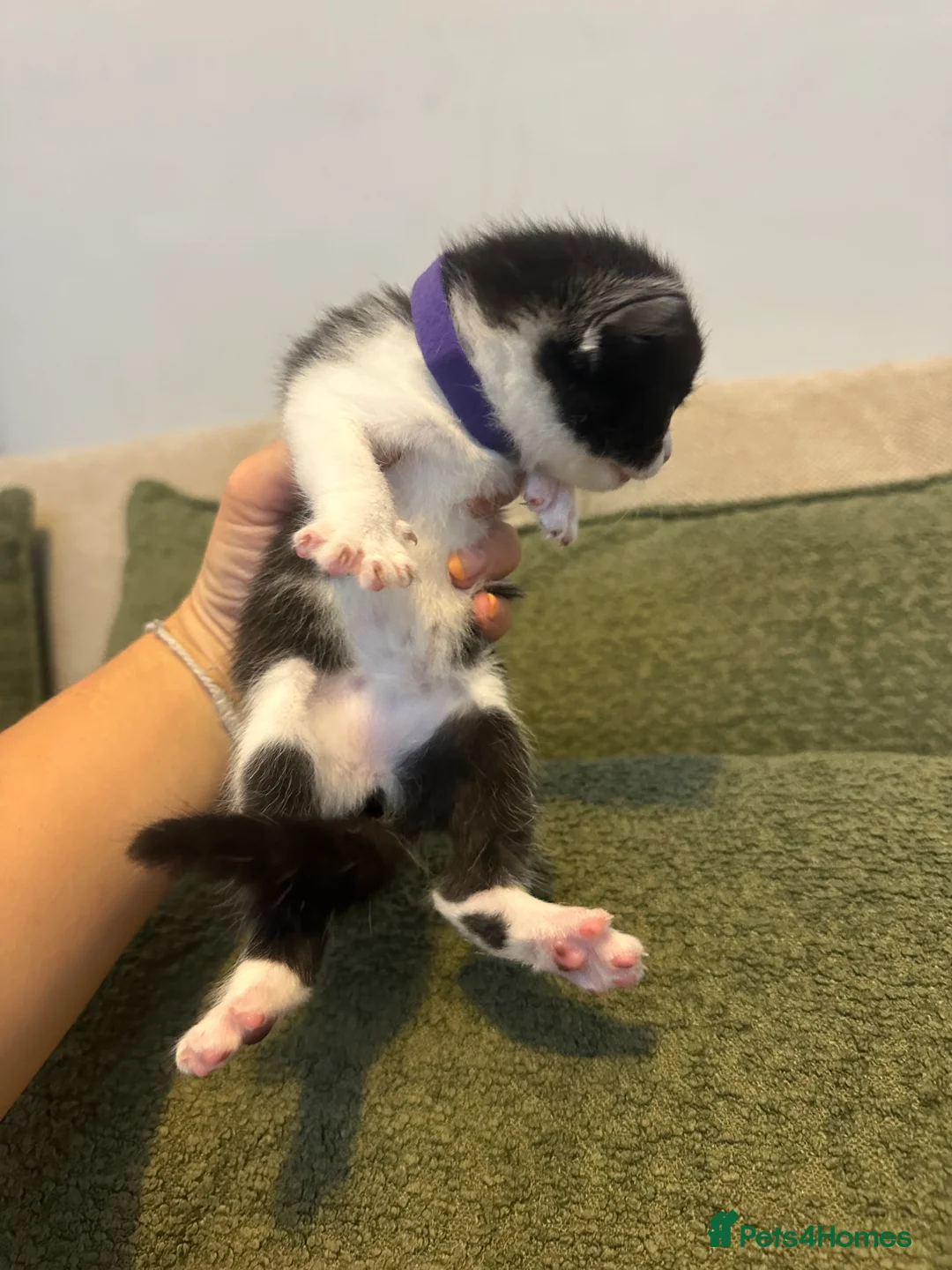 Ragdoll cats for sale: Ragdoll cross kittens  - Advert 2