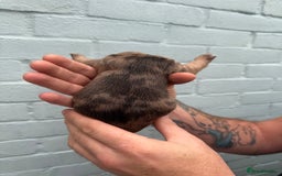 French Bulldog dogs for sale: Litter of mixed colour French bulldog puppies  - Advert 32