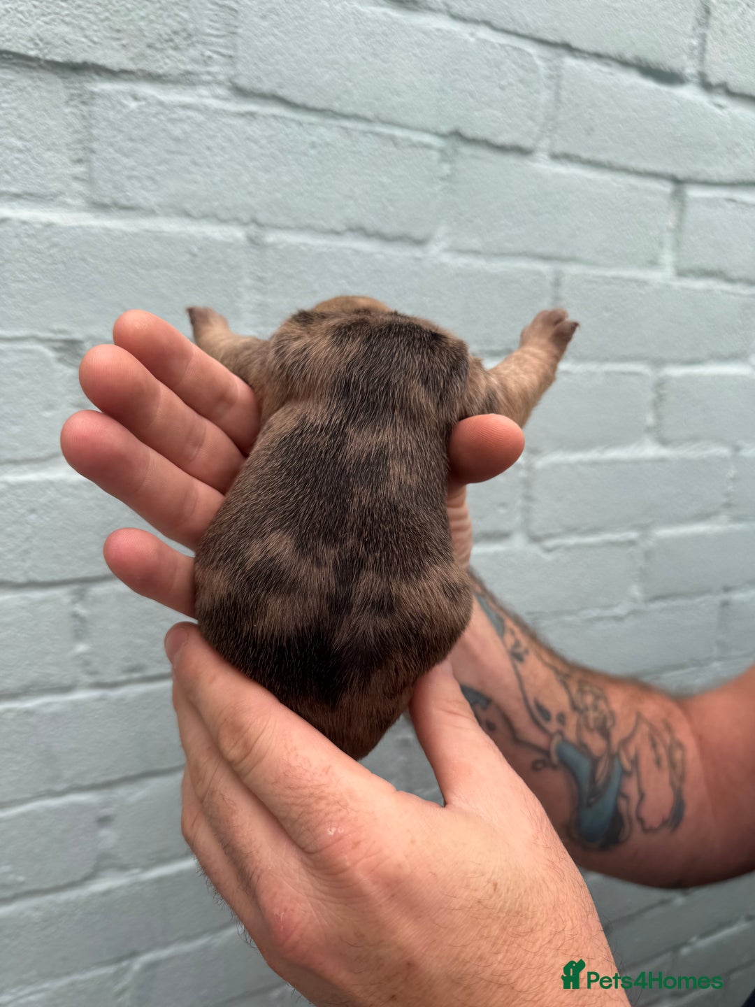 French Bulldog dogs for sale: Litter of mixed colour French bulldog puppies  - Advert 32