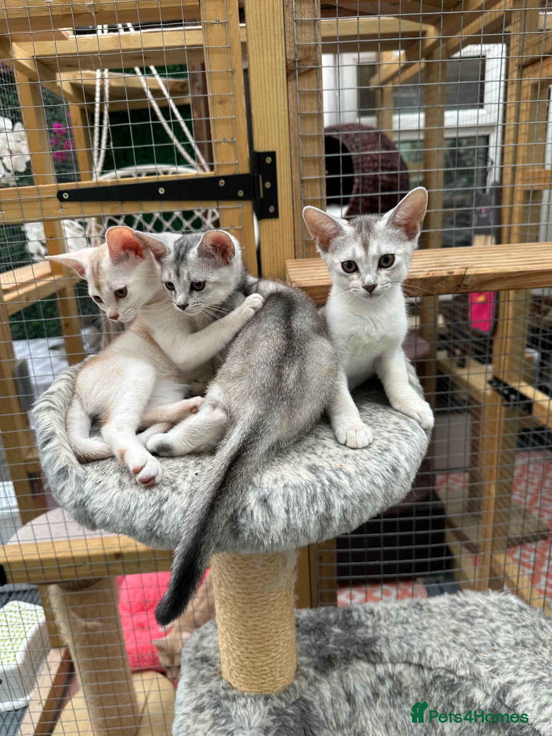 Abyssinian cats for sale: Pedigree Silver Abyssinian kittens - Image 22