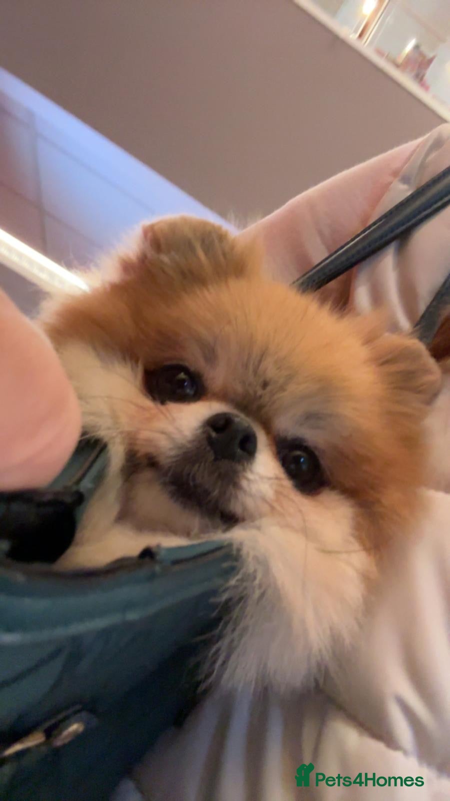Pomeranian dogs  **  pom girl  - Advert 3