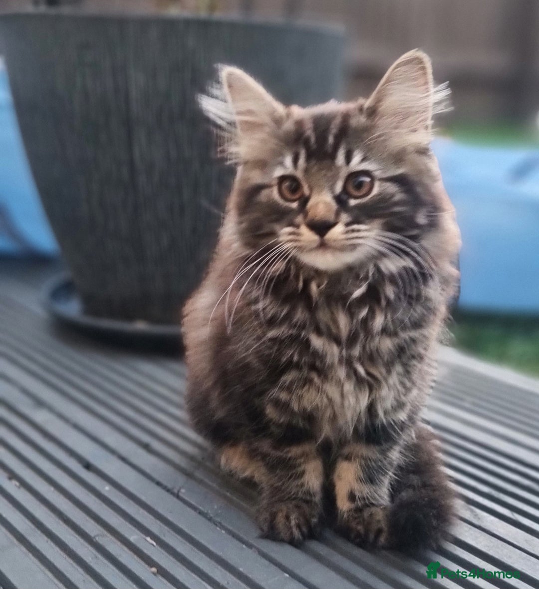 Mixed Breed cats for sale: Cute kittens - Image 28
