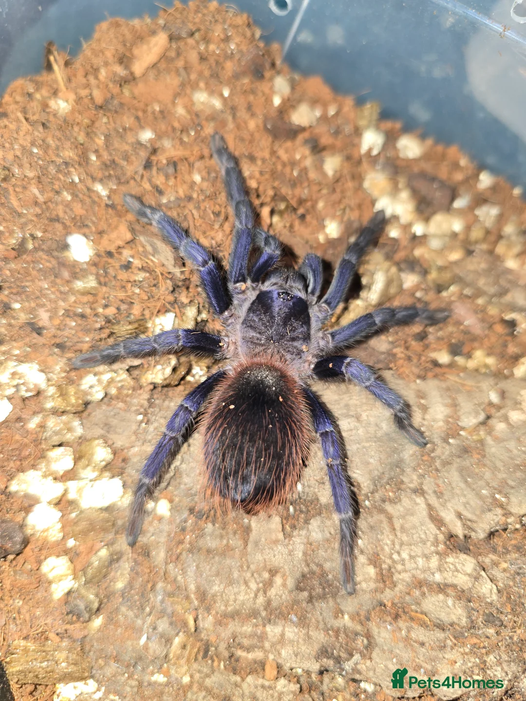 Tarantulas invertebrates for sale: Tarantulas - Advert 3