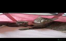 Mixed Breed cats for sale: Tabby mixed stunning litter - Image 12