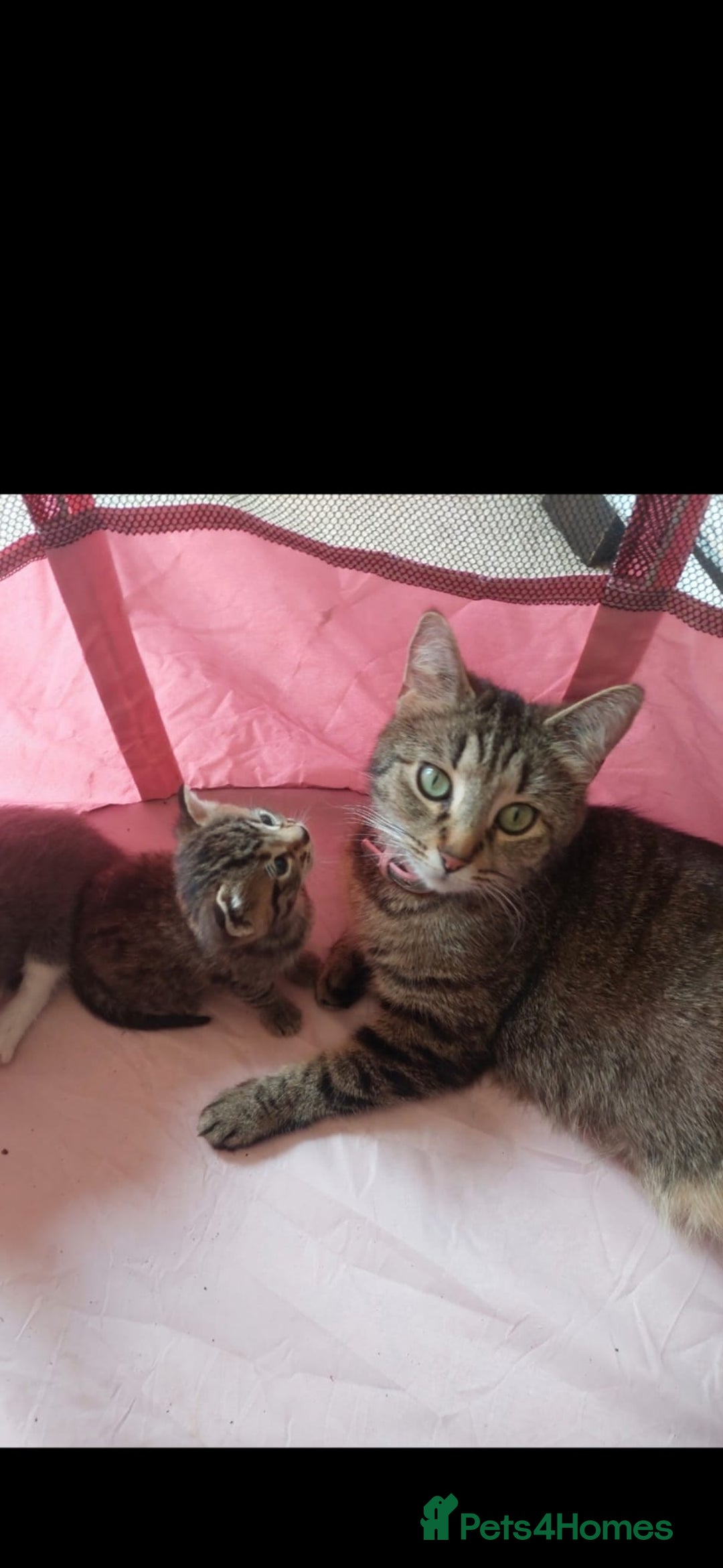 Mixed Breed cats for sale: Tabby mixed stunning litter - Image 12