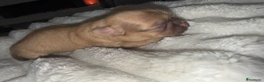 Shih Tzu 6