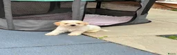 Maltipoo dogs for sale: Maltipoo puppies  - Advert 10