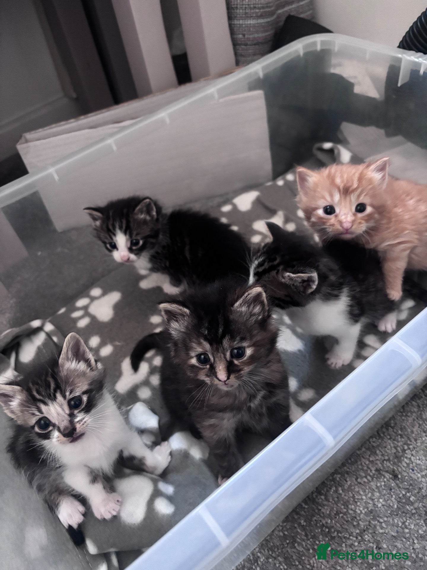 Mixed Breed cats Beautiful tabby kittens - Advert 2