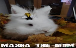 Lionhead rabbits for sale: Pure Breed Fluffy Double Mained Lionhead Boy - Image 14