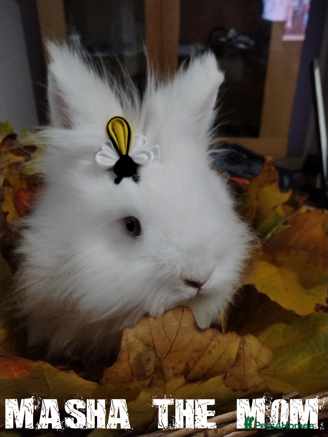 Lionhead rabbits for sale: Pure Breed Fluffy Double Mained Lionhead Boy - Image 14